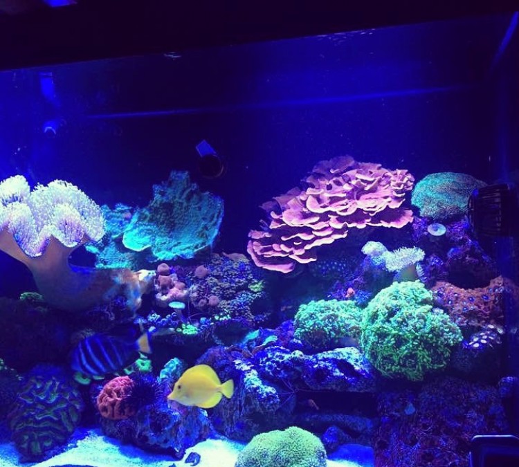 fraghouse-corals-photo